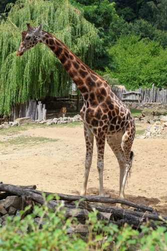 VÝLET DO ZOO JIHLAVA (22. 7.)