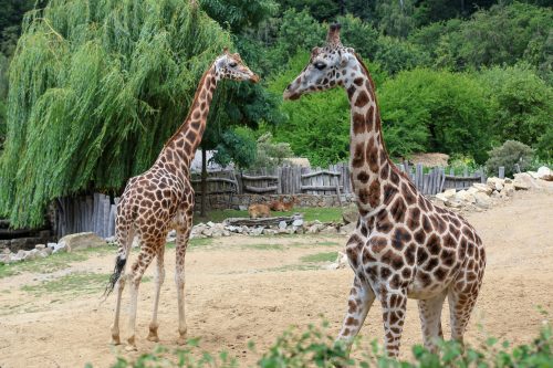 VÝLET DO ZOO JIHLAVA (22. 7.)