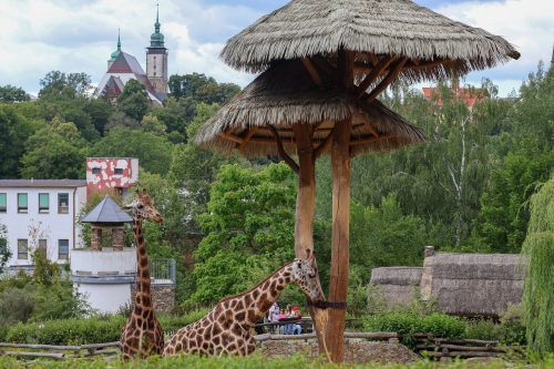 VÝLET DO ZOO JIHLAVA (22. 7.)