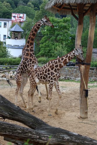 VÝLET DO ZOO JIHLAVA (22. 7.)
