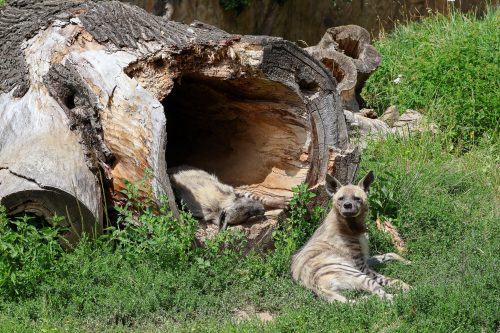 VÝLET DO ZOO JIHLAVA (22. 7.)