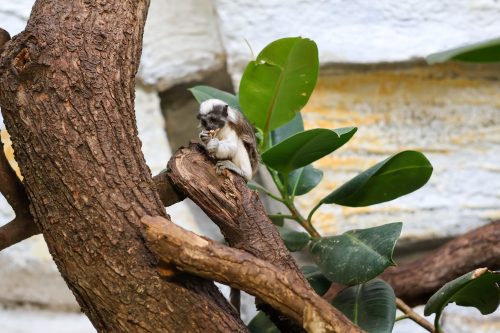 VÝLET DO ZOO JIHLAVA (22. 7.)