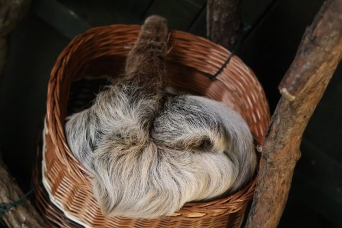 VÝLET DO ZOO JIHLAVA (22. 7.)