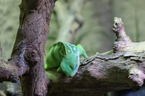 VÝLET DO ZOO JIHLAVA (22. 7.)