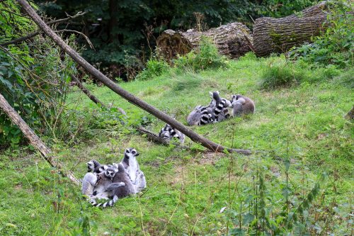 VÝLET DO ZOO JIHLAVA (22. 7.)