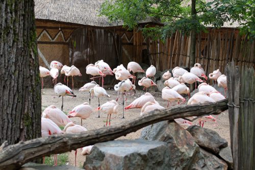 VÝLET DO ZOO JIHLAVA (22. 7.)