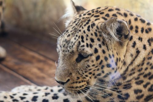 VÝLET DO ZOO JIHLAVA (22. 7.)