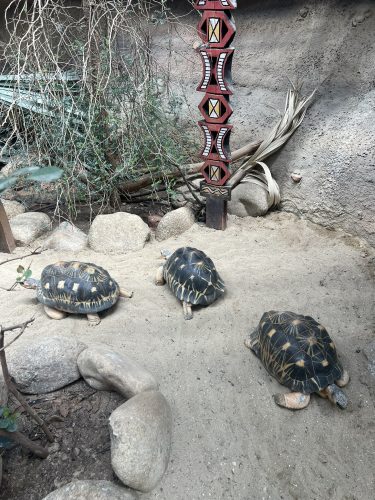 ZOO DVŮR KRÁLOVÉ NAD LABEM (2. 5.)