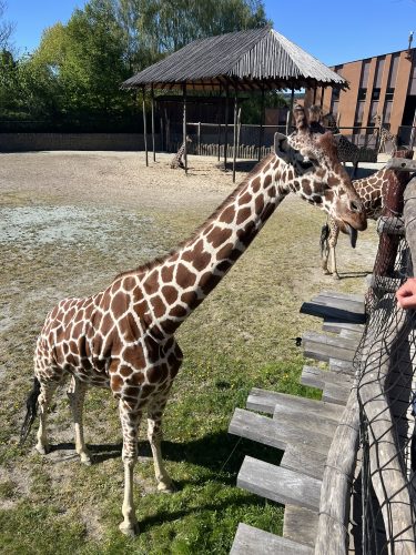 ZOO DVŮR KRÁLOVÉ NAD LABEM (2. 5.)