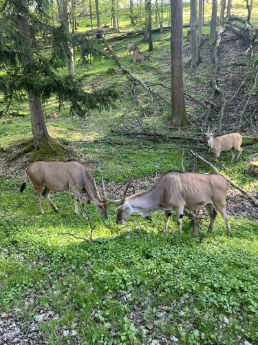 ZOO DVŮR KRÁLOVÉ NAD LABEM (2. 5.)