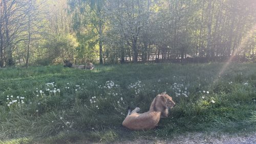 ZOO DVŮR KRÁLOVÉ NAD LABEM (2. 5.)